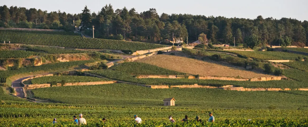 Domaine Chanson - Domaine Chanson
