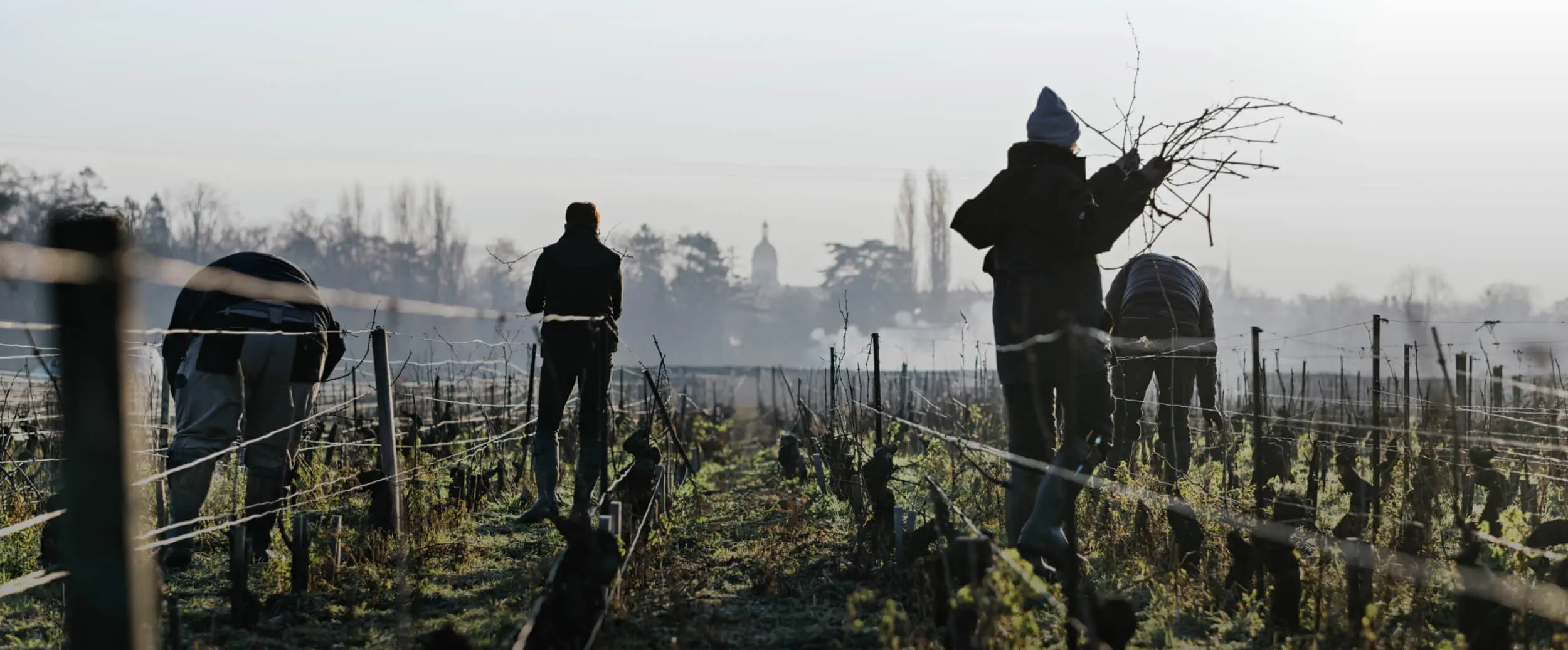 Les vendangeurs dans les vignes en hiver au Domaine Chanson